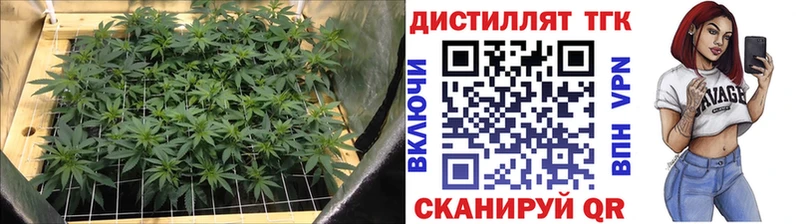 darknet наркотические препараты  где продают наркотики  Новомичуринск  Дистиллят ТГК гашишное масло 